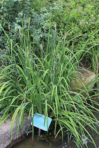 File:Iris ensata var. hortensis, Hangzhou Botanical Garden 2018.06.03 16-28-47.jpg