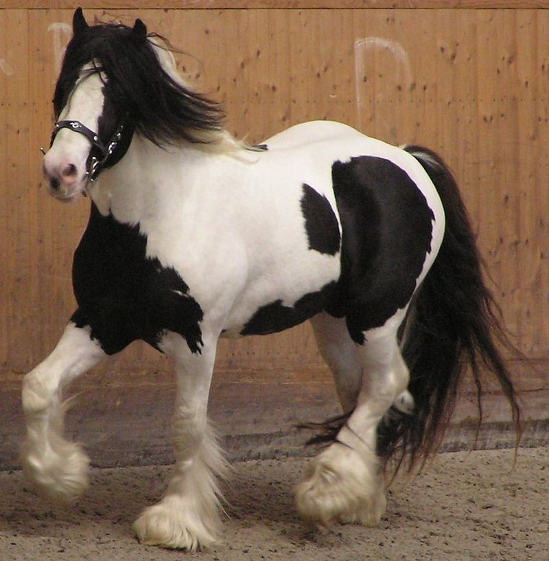 Irish Tinker horse 2.JPG