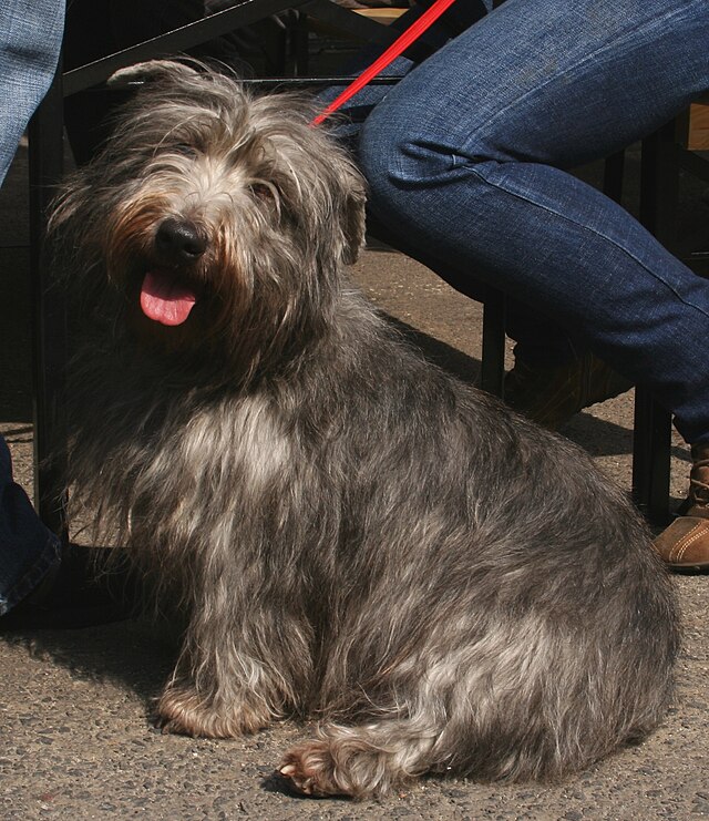 Terrier Irlandais Glen Of Imaal Wikiwand