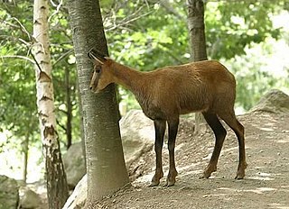 Pyrenean chamois Species of mammal