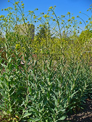 Färberwaid (Isatis tinctoria)