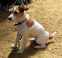 Jack-Russell-Terrier.jpg