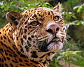 Tête de jaguar, le plus grand prédateur terrestre d'Amérique du Sud.