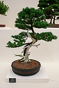 Japanese Larch bonsai.jpg