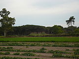 Català: Jonqueres de la rerapineda de Gavà II (Baix Llobregat) (Gavà). Aiguamolls i criptoaiguamolls. This is a a photo of a wetland in Catalonia, Spain, with id: IZHC-08001114 Object location 41° 16′ 23.52″ N, 2° 00′ 51.12″ E  View all coordinates using: OpenStreetMap