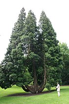 Tree in Jumet (Belgium).