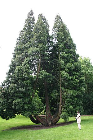 Thuja Plicata