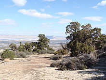 Colorado pinyons and Utah junipers growing near Grand Junction, Colorado Junipers Serpents trail Colorado.jpg