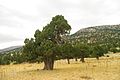 Juniperus excelsa - Boylu Ardic - Greek Juniper 09.JPG