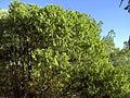 Juniperus flaccida Big Bend NP 2.jpg