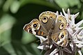 Junonia grisea - inat 19938813.jpg