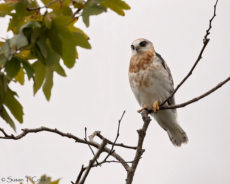 File:Juvenile White-tailed Kite (51218327478).jpg