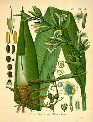 Köhler's Medizinal-Pflanzen in naturgetreuen Abbildungen mit kurz erläuterndem Texte (Plate 186) (8232821584).jpg