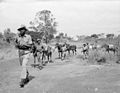 Image 40Troops of the King's African Rifles carry supplies while on watch for Mau Mau fighters during the Mau Mau Uprising. 1952-1956 (from History of Africa)