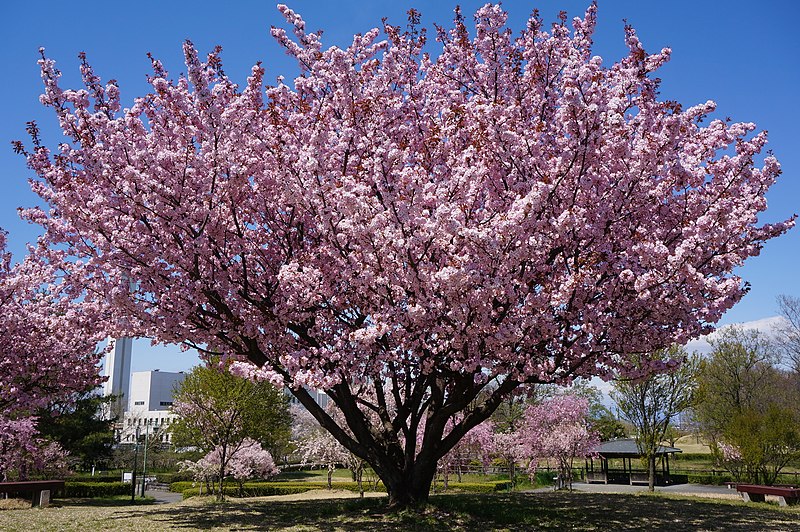 File:Kenrokuen-kumagai1.jpg