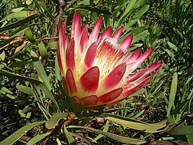 Bloeiwijze Protea repens