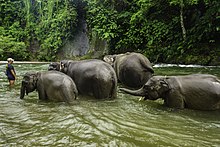 Elephant conservation area at Tangkahan Ecotourism Area in Mount Leuser National Park, North Sumatra Konservasi Gajah Sumatera.jpg