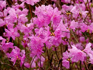 <i>Rhododendron mucronulatum</i> Species of flowering plant