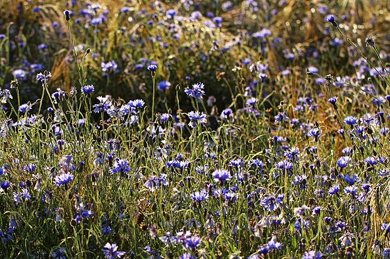 Kornblumen am Wiesenrand - Cyanus segetum -