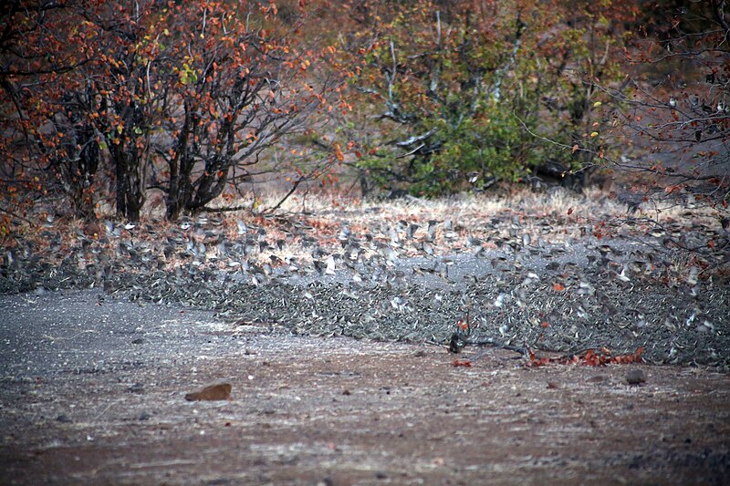 File:Kruger National Park, South Africa (36703957262).jpg