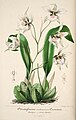 Rhynchostele cervantesii subsp. membranacea (as syn. Odontoglossum cervantesii var. membranaceum) plate 12 in: Charles Antoine Lemaire: L'Illustration horticole (Orchidaceae), vol. 1, (1854)
