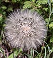 * Nomination Wiesenlöwenzahn nach der Blüte, Rheinland-Pfalz, Deutschland. --Fischer.H 17:05, 12 June 2020 (UTC) * Promotion  Support Good quality. --Poco a poco 19:22, 19 June 2020 (UTC)