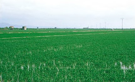 L'Albufera-València (comarca Huerta de Valencia - València), 8 de juny de 1999