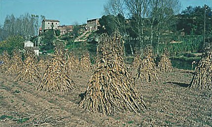 Olvan (Berguedà), tardor de 1978