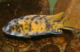 Блакитна мбуна, Labeotropheus fuelleborni