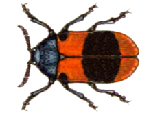 Lachnaia pseudobarathraea.png