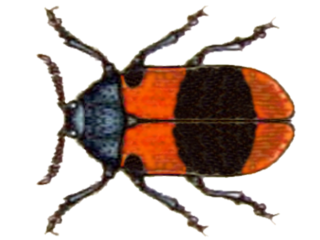 <i>Lachnaia pseudobarathraea</i> Species of beetle