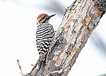 Thumbnail for File:Ladder-backed Woodpecker 8493a.jpg