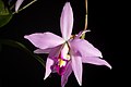 Laelia anceps