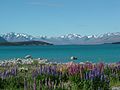 Lac Tekapo