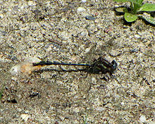 Lancet clubtail (Phanogomphus exilis) Lancet Clubtail.jpg