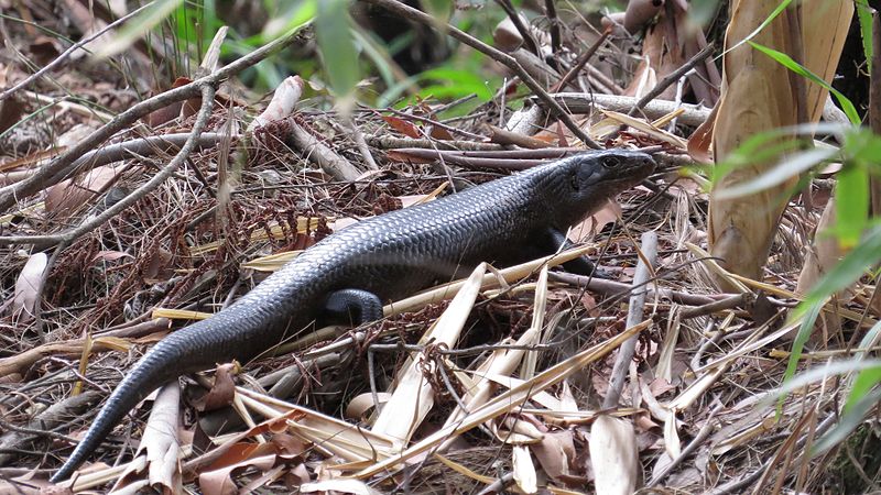 File:Land Mullet (15936185509).jpg