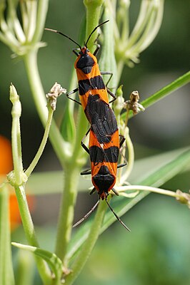 Oncopeltus fasciatus