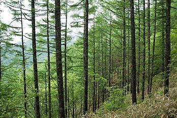 Trees in summer, Mt. Hinata, Akaishi Mountains, Japan