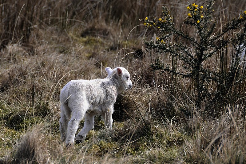 File:Larry the Lamb 3 (2473204018).jpg