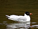 Larus melanocephalus, también conocida como gaviota mediterránea, invitado raro en Suecia2.jpg