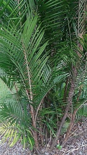 Lata Palm (Bactris major).jpg