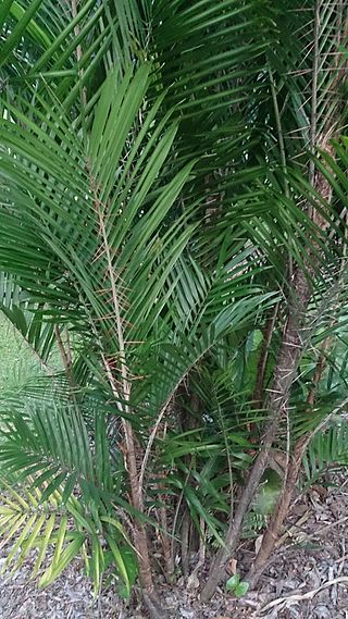 <i>Bactris major</i> Species of palm