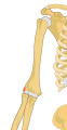 Lateral epicondyle of the humerus.svg