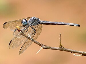 female