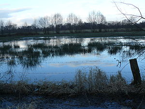 Flooded meadows in winter