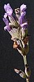 Lavandula latifolia flower (04).jpg