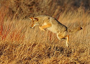 Coiote: Características, Área geográfica, Habitat