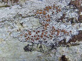 Леканора нежноватая (Lecanora chlarotera)