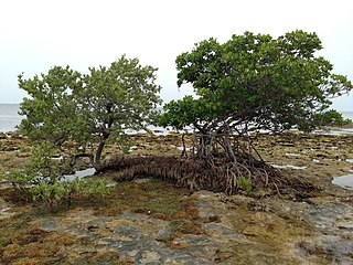 Black Mangrove on left and Red Mangrove on right.