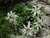 Leontopodium shinanense of Leontopodium in Mount Kisokoma